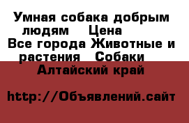 Умная собака добрым людям. › Цена ­ 100 - Все города Животные и растения » Собаки   . Алтайский край